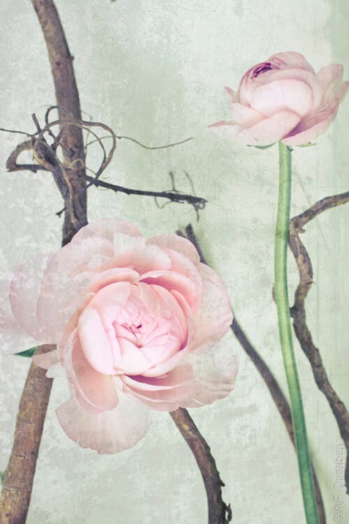 Original-Floral-Art-Prints-by-DueAlberi