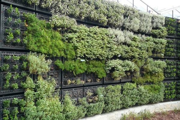 atlanta-botanic-garden-herb-wall