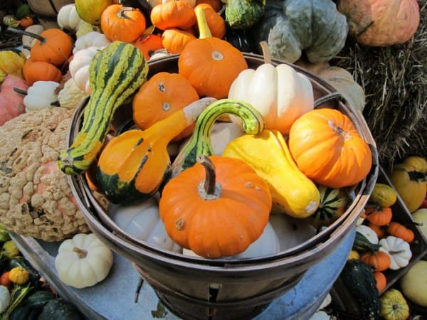fall produce