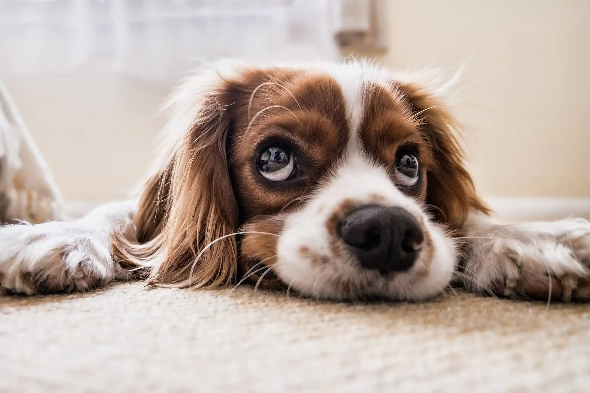 6 Crucial Reasons Why You Should Consider Getting Your Carpet Cleaned