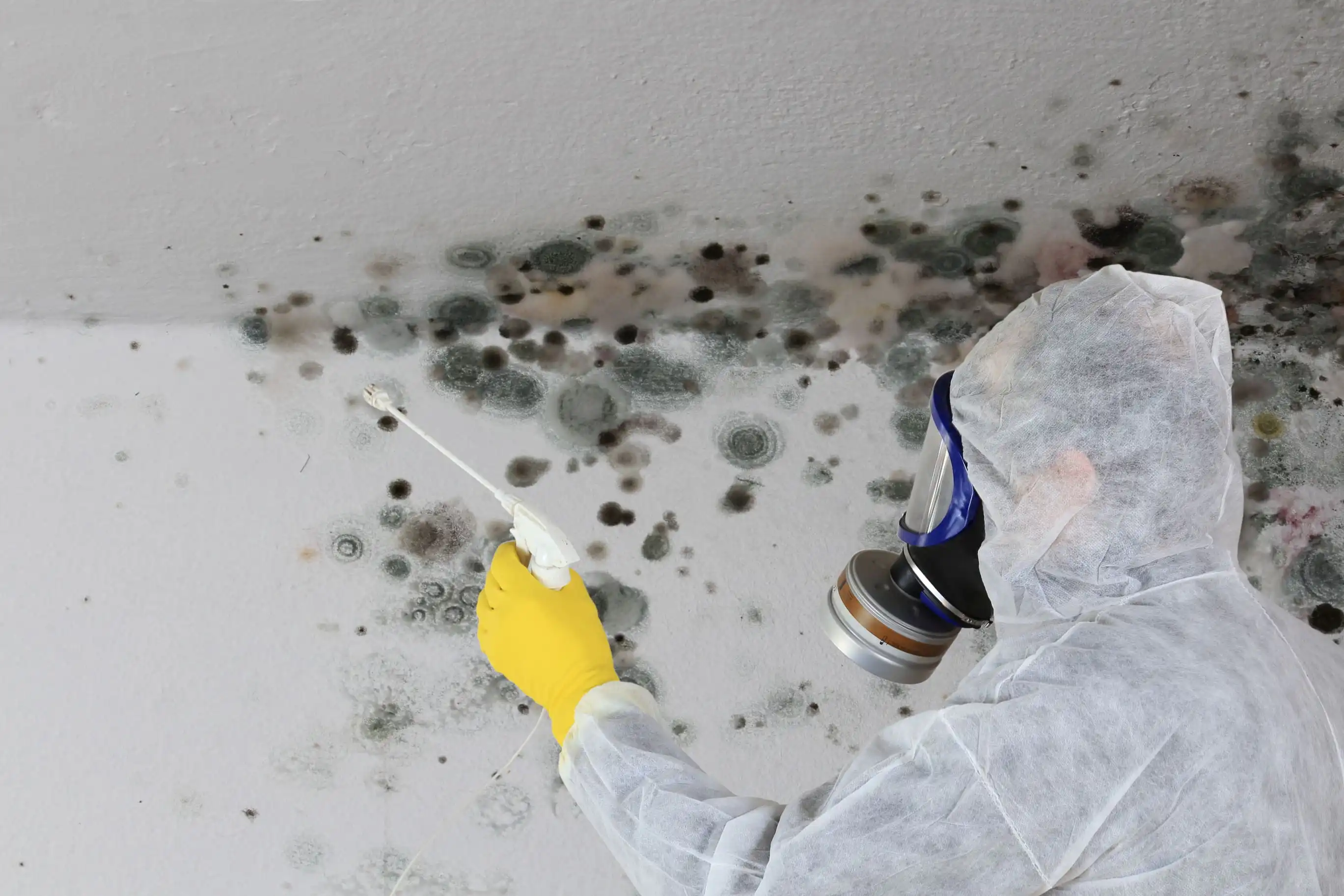 Our quick guide to mold remediation