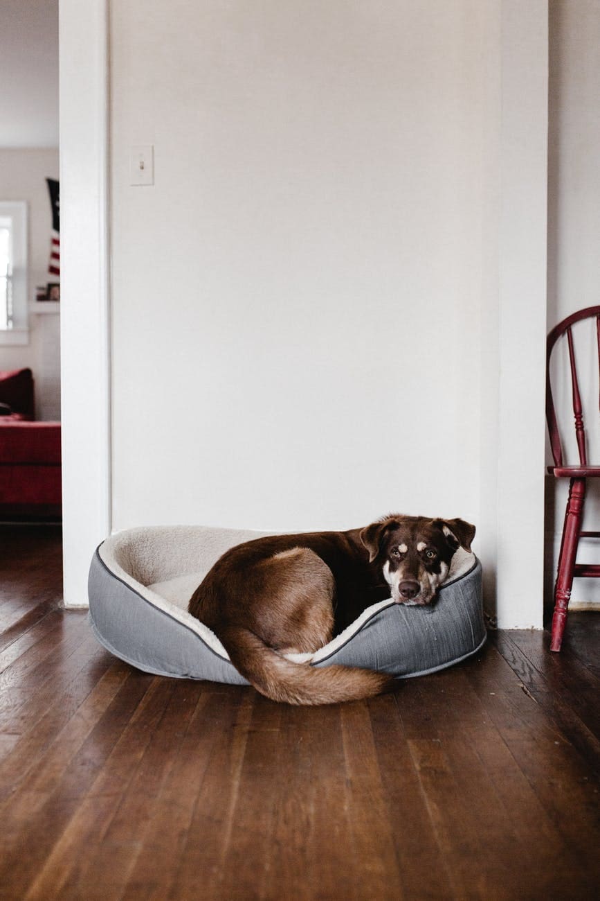 dog on pet bed