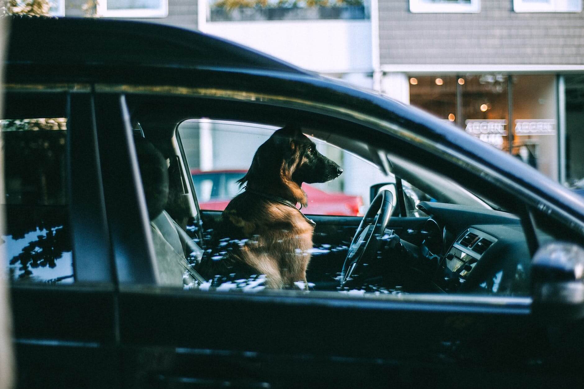 dog sitting in car on city street