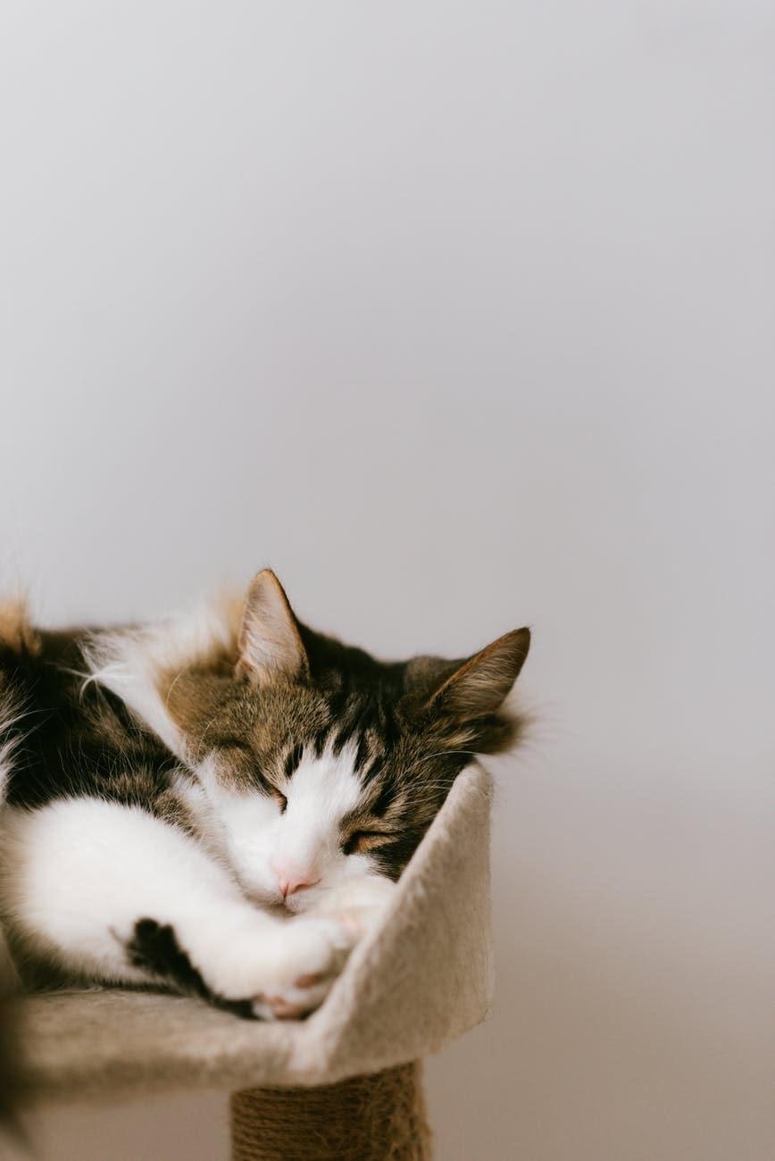 adorable cat napping on comfortable tower near wall