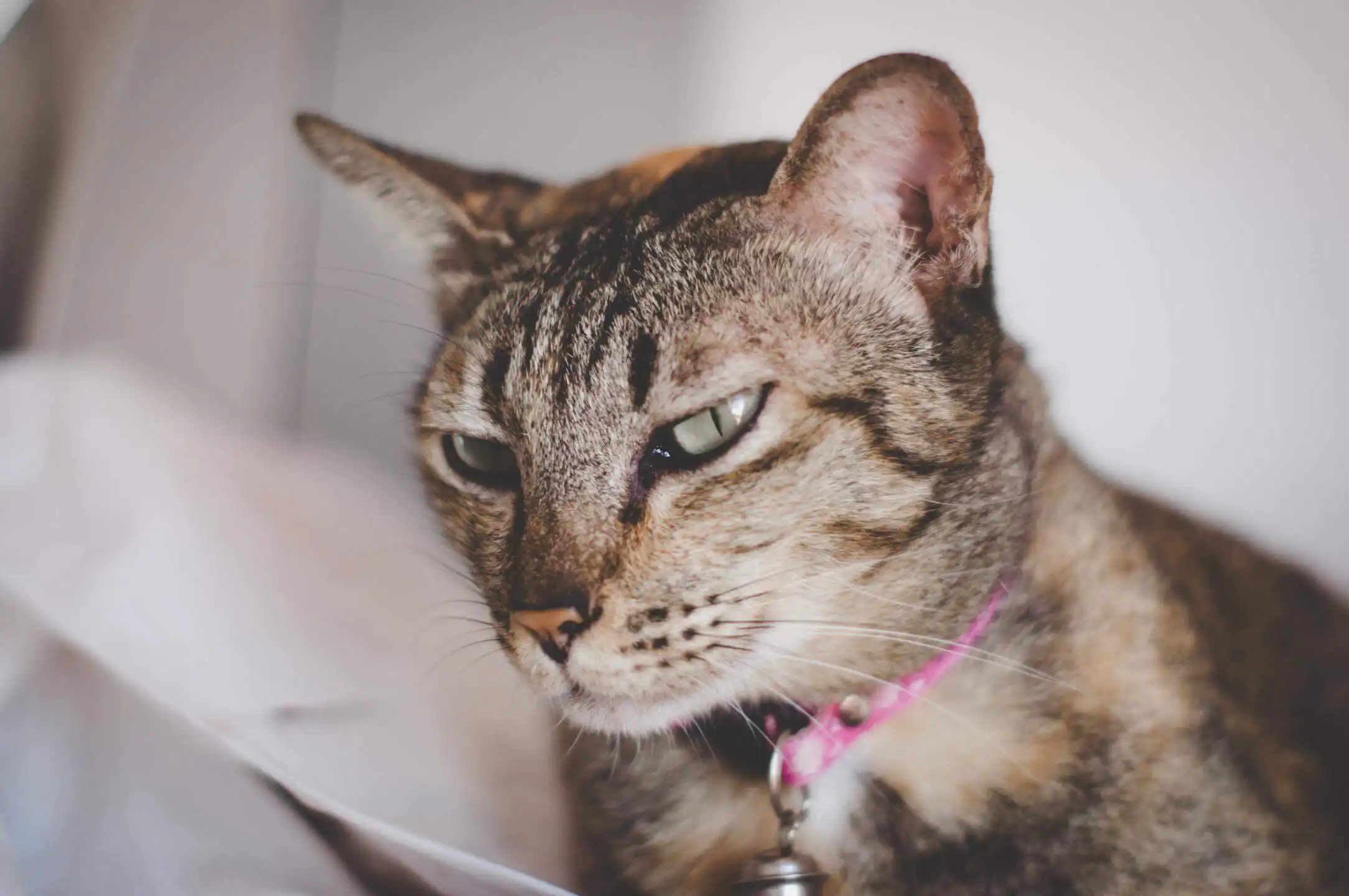 What to Know about Cleaning Pet Hair with Vacuum?