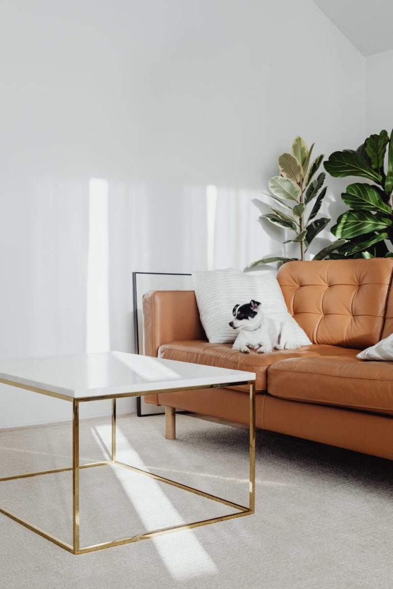 dog on couch in contemporary living room interior