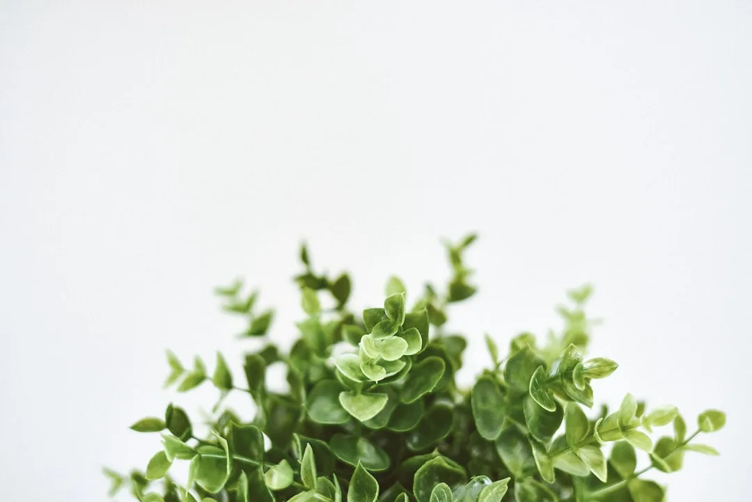 Close-up of a lush green potted plant with small rounded leaves against a clean white background