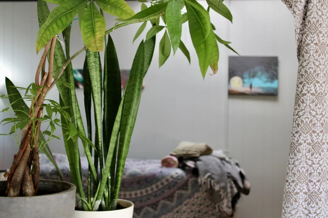 Snake plant and money tree in white pot used as living room anchor near curtain and bed