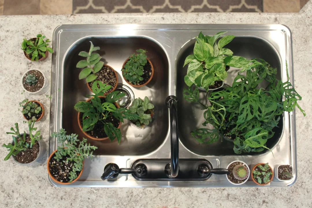 Multiple potted houseplants and succulents arranged in and around a stainless steel kitchen sink after watering