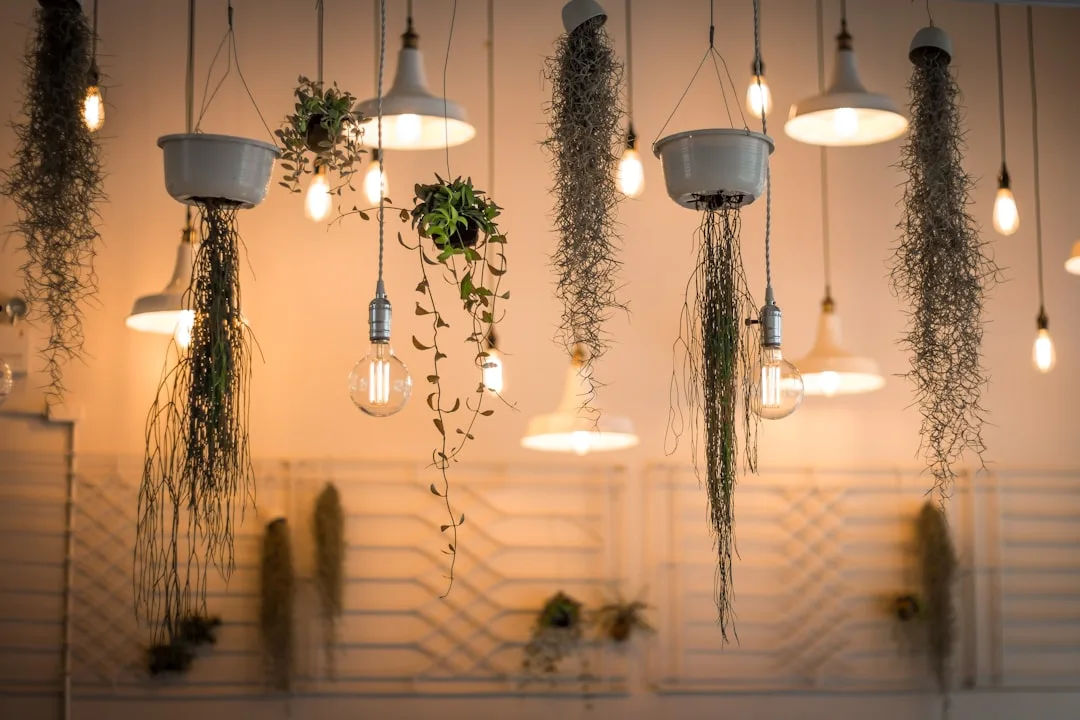 Hanging Edison bulbs and white pendant lights mixed with trailing plants and air plants in a rental-friendly ceiling dis