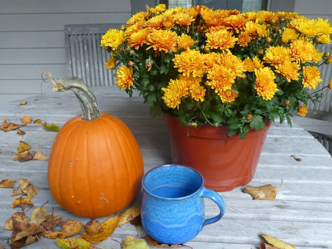 Fall porch decor with orange pumpkin, yellow chrysanthemums in terracotta pot, and blue mug on weathered wood table