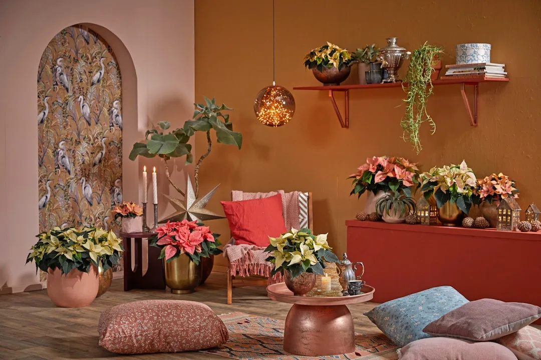Terracotta painted living room with poinsettias, c